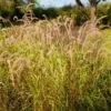 Pennisetum Orientale 'Tall Tails' C2 Cm