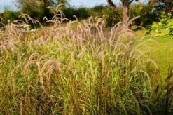 Pennisetum Orientale 'Tall Tails' C2 Cm