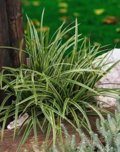 Carex Morrowii 'Ice Dance' C1 Cm