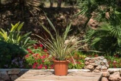 Phormium 'Golden Ray' C7.5 Cm -Tuinbenodigdheden Verkoop 2024 EK1757LT 7f26