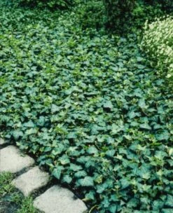 Hedera Helix 'Plattensee' C2 80-100 Cm