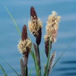 Carex Riparia M18 Cm