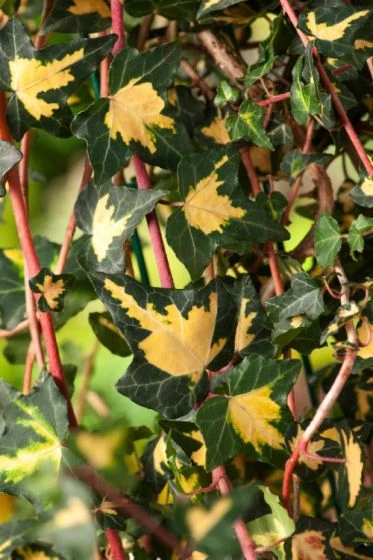 Hedera Helix 'Goldheart' C2 80-100 Cm 2 Hedera Helix 'Goldheart' C2 80-100 Cm - Afbeelding 2