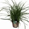 Carex Morrowii 'Irish Green' C2 50-70 Cm