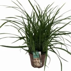 Carex Morrowii 'Irish Green' C2 50-70 Cm