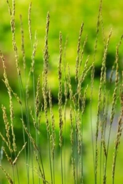 Molinia Caerulea 'Torch' P9 Cm 5 Molinia Caerulea 'Torch' P9 Cm -Tuinbenodigdheden Verkoop 2024 ENVDAWRT 5027