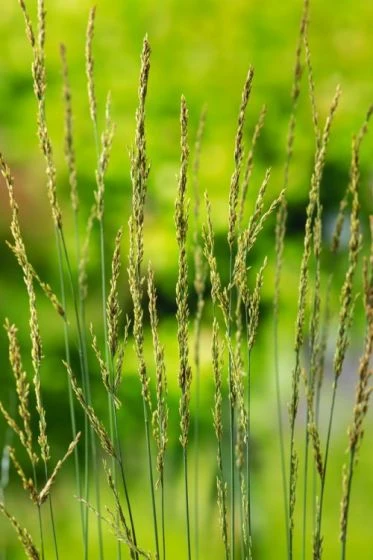 Molinia Caerulea 'Torch' P9 Cm 3 Molinia Caerulea 'Torch' P9 Cm - Afbeelding 3