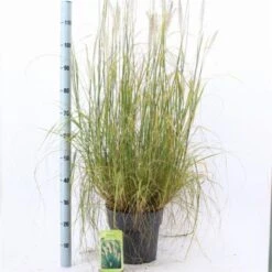 Pennisetum Alopecuroides C12 30-40 Cm