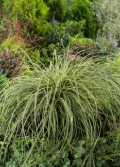 Carex Ribbon Falls P9 Cm