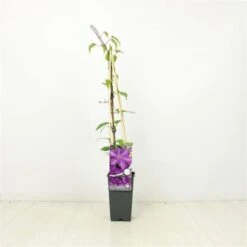 Clematis 'The President' C2 60-70 Cm 5 Clematis 'The President' C2 60-70 Cm -Tuinbenodigdheden Verkoop 2024 ESC87L1D 8b3e