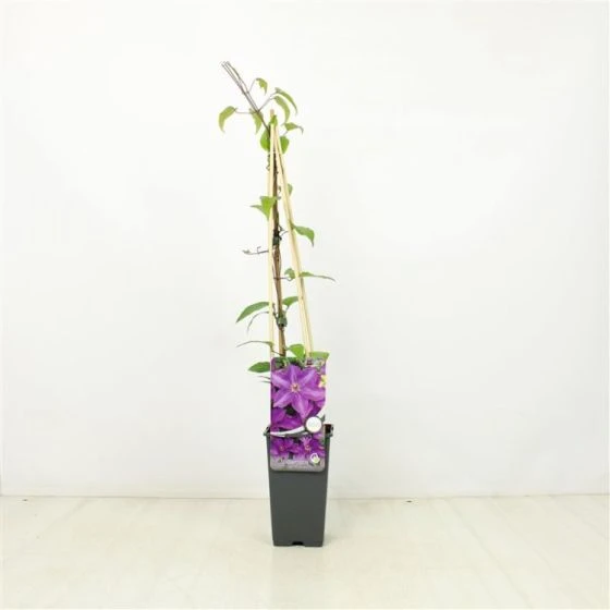 Clematis 'The President' C2 60-70 Cm 3 Clematis 'The President' C2 60-70 Cm - Afbeelding 3