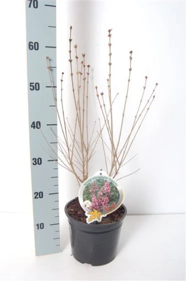 Syringa Microphylla 'Superba' C3 40-50 Cm 2 Syringa Microphylla 'Superba' C3 40-50 Cm - Afbeelding 2