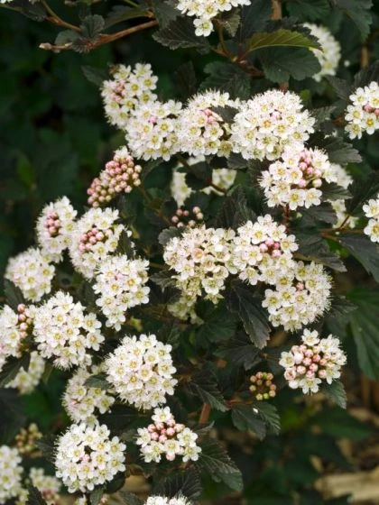 Physocarpus Opulifolius Summer Wine C3 40-50 Cm 2 Physocarpus Opulifolius Summer Wine C3 40-50 Cm - Afbeelding 2
