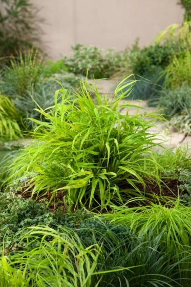 Hakonechloa Macra 'All Gold' P9 Cm 1 Hakonechloa Macra 'All Gold' P9 Cm