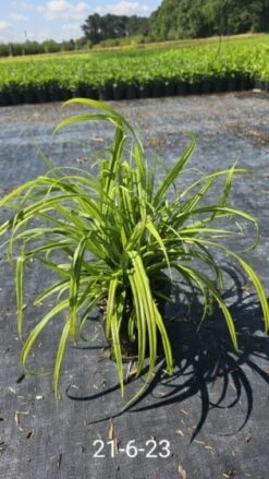 Carex Pendula C2 Cm 5 Carex Pendula C2 Cm -Tuinbenodigdheden Verkoop 2024 EZJEJ9H3 be89