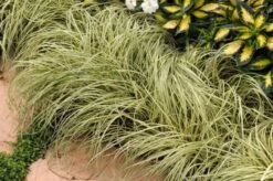 Carex Morrowii 'Aureovariegata' P9 Cm