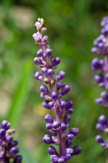 Liriope Muscari P9 Cm 3 Liriope Muscari P9 Cm - Afbeelding 3