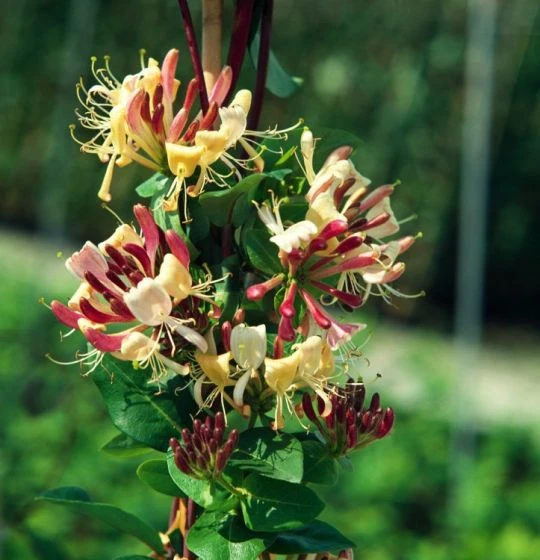 Lonicera Periclymenum 'Belgica' C2 60-70 Cm 2 Lonicera Periclymenum 'Belgica' C2 60-70 Cm - Afbeelding 2