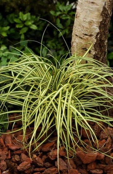 Carex Oshimensis 'Evergold' C2 20-25 Cm 1 Carex Oshimensis 'Evergold' C2 20-25 Cm