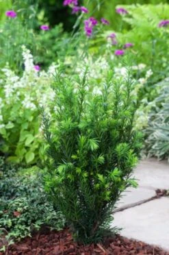 Taxus Media 'Groenland'