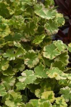 Hydrocotyle Sibthorpioides 'Variegata' M11 Cm 5 Hydrocotyle Sibthorpioides 'Variegata' M11 Cm -Tuinbenodigdheden Verkoop 2024 GH15GLX8 c53c