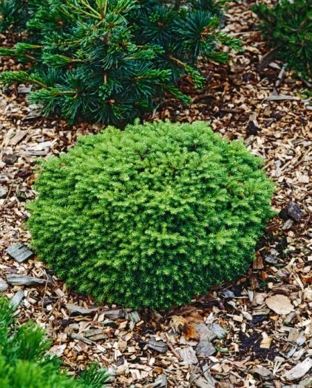 Picea Abies 'Little Gem' C3.5 20-25 Cm 2 Picea Abies 'Little Gem' C3.5 20-25 Cm - Afbeelding 2