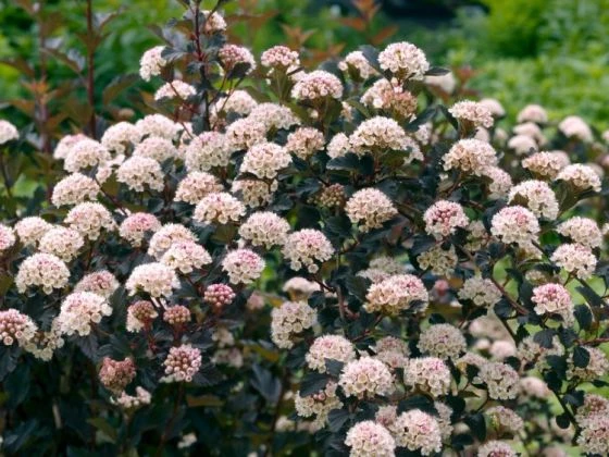 Physocarpus Opulifolius Summer Wine C3 40-50 Cm 3 Physocarpus Opulifolius Summer Wine C3 40-50 Cm - Afbeelding 3