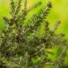 Picea Abies 'Nidiformis' C3.5 25-30 Cm