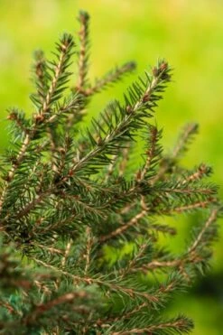 Picea Abies 'Nidiformis' C3.5 25-30 Cm