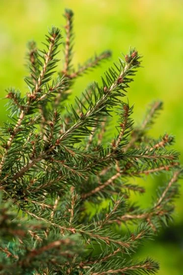 Picea Abies 'Nidiformis' C3.5 25-30 Cm 1 Picea Abies 'Nidiformis' C3.5 25-30 Cm