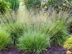 Molinia Caerulea 'Dauerstrahl' P9 Cm