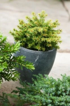 Picea Abies 'Little Gem' C3.5 20-25 Cm 5 Picea Abies 'Little Gem' C3.5 20-25 Cm -Tuinbenodigdheden Verkoop 2024 GSNRW614 484f