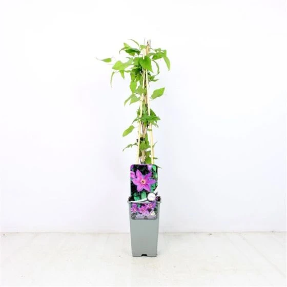 Clematis 'Kathleen Dunford' C2 60-70 Cm 2 Clematis 'Kathleen Dunford' C2 60-70 Cm - Afbeelding 2