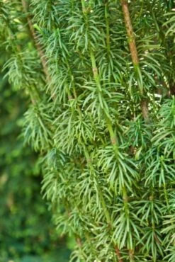 Cephalotaxus Harringtonii 'Fastigiata' C5 50-60 Cm