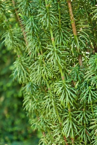 Cephalotaxus Harringtonii 'Fastigiata' C5 50-60 Cm 1 Cephalotaxus Harringtonii 'Fastigiata' C5 50-60 Cm