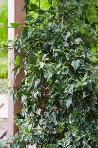 Hedera Helix 'Eva' C2 80-100 Cm 2 Hedera Helix 'Eva' C2 80-100 Cm - Afbeelding 2