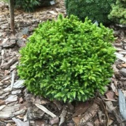 Cryptomeria Japonica 'Green Pearl' C3 20-25 Cm