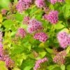 Spiraea Japonica 'Golden Princess' C1.5 10-15 Cm