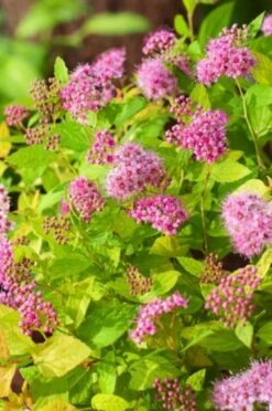 Spiraea Japonica 'Golden Princess' C1.5 10-15 Cm