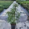 Larix Decidua C10 100-125 Cm