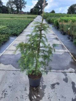 Larix Decidua C10 100-125 Cm