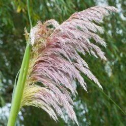 Cortaderia Selloana 'Rosea' C5 Cm