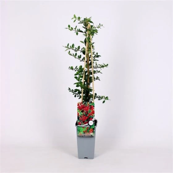 Pyracantha Coccinea 'Red Column' C2 60-70 Cm 2 Pyracantha Coccinea 'Red Column' C2 60-70 Cm - Afbeelding 2