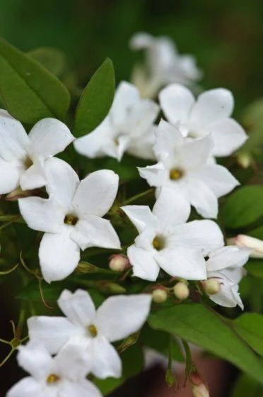 Jasminum Officinale C2 60-80 Cm 2 Jasminum Officinale C2 60-80 Cm - Afbeelding 2
