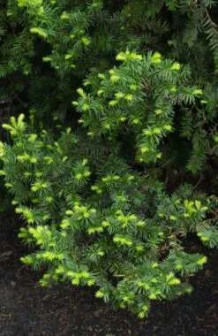 Taxus Cuspidata Nana C3.5 30-40 Cm