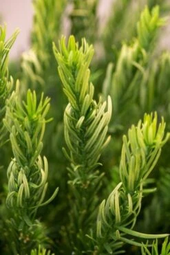 Cephalotaxus Harringtonii 'Duke Gardens'