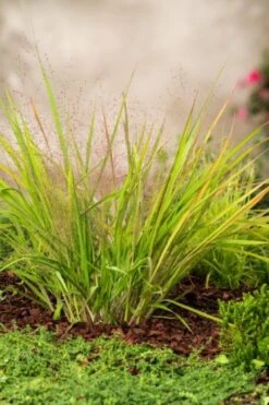 Eragrostis Spectabilis P9 Cm