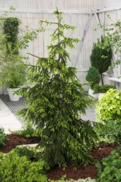 Picea Orientalis C4 40-45 Cm