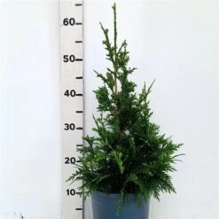 Thuja Plicata 'Can-Can' C3.5 25-30 Cm