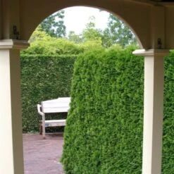 Thuja Occidentalis 'Smaragd' C3 40-50 Cm
